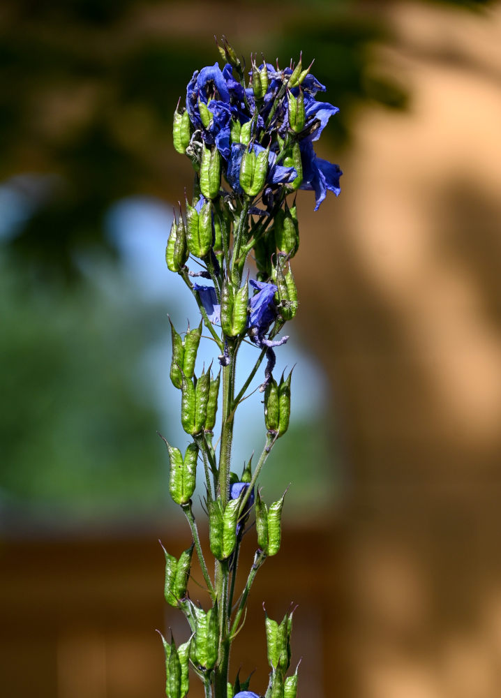 Изображение особи род Delphinium.