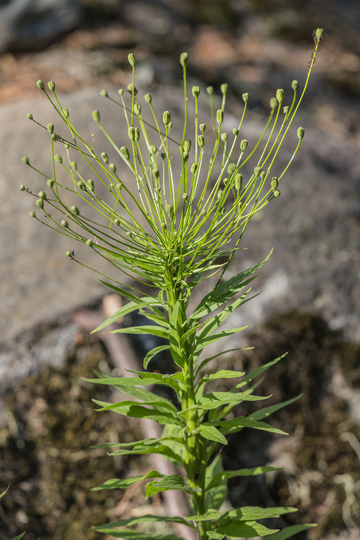 Image of genus Lapsana specimen.