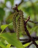 Juglans regia. Верхушка ветви с соцветиями и почками. Дагестан, Хунзахский р-н, с. Большой Гоцатль, ≈ 1100 м н.у.м., в культуре. 02.05.2022.