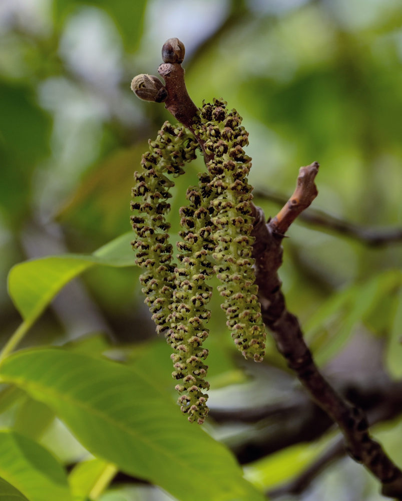 Image of Juglans regia specimen.