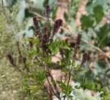 Amorpha fruticosa