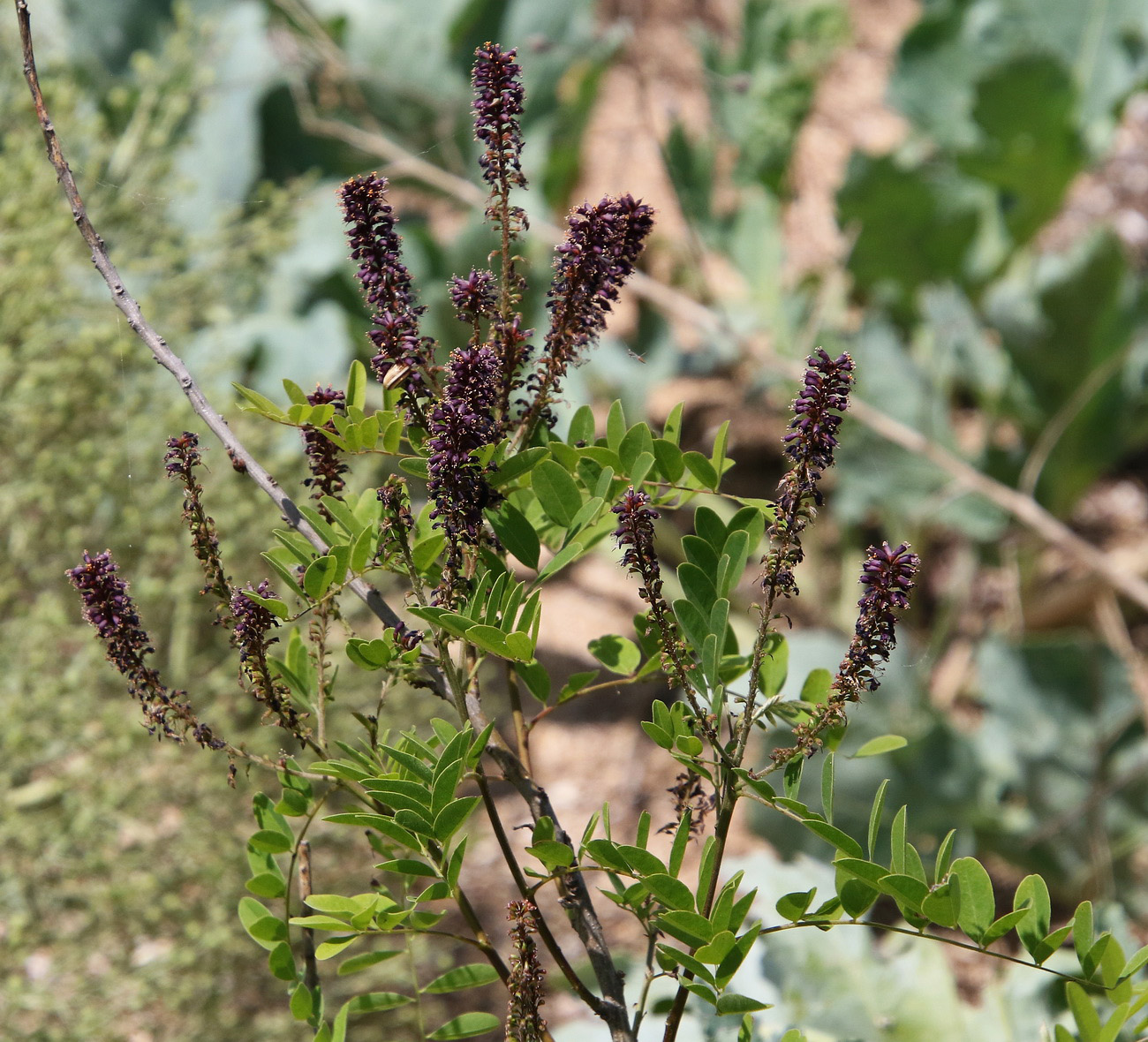 Image of Amorpha fruticosa specimen.