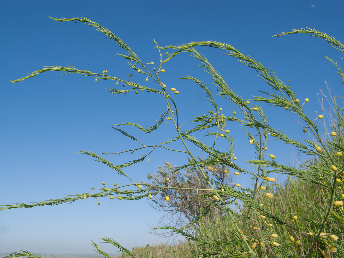 Изображение особи Asparagus litoralis.