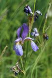 Iris sibirica. Цветок с жуком и отцветшие цветки. Ленинградская обл., Лужский р-н, окр. дер. Кемка, пойма р. Луга, разнотравный луг. 13.06.2024.