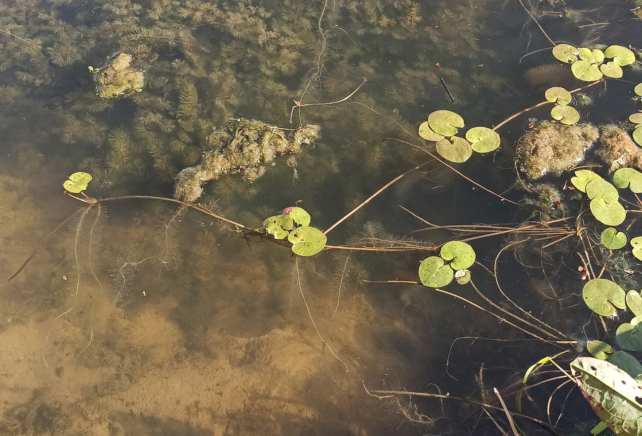 Image of Hydrocharis morsus-ranae specimen.