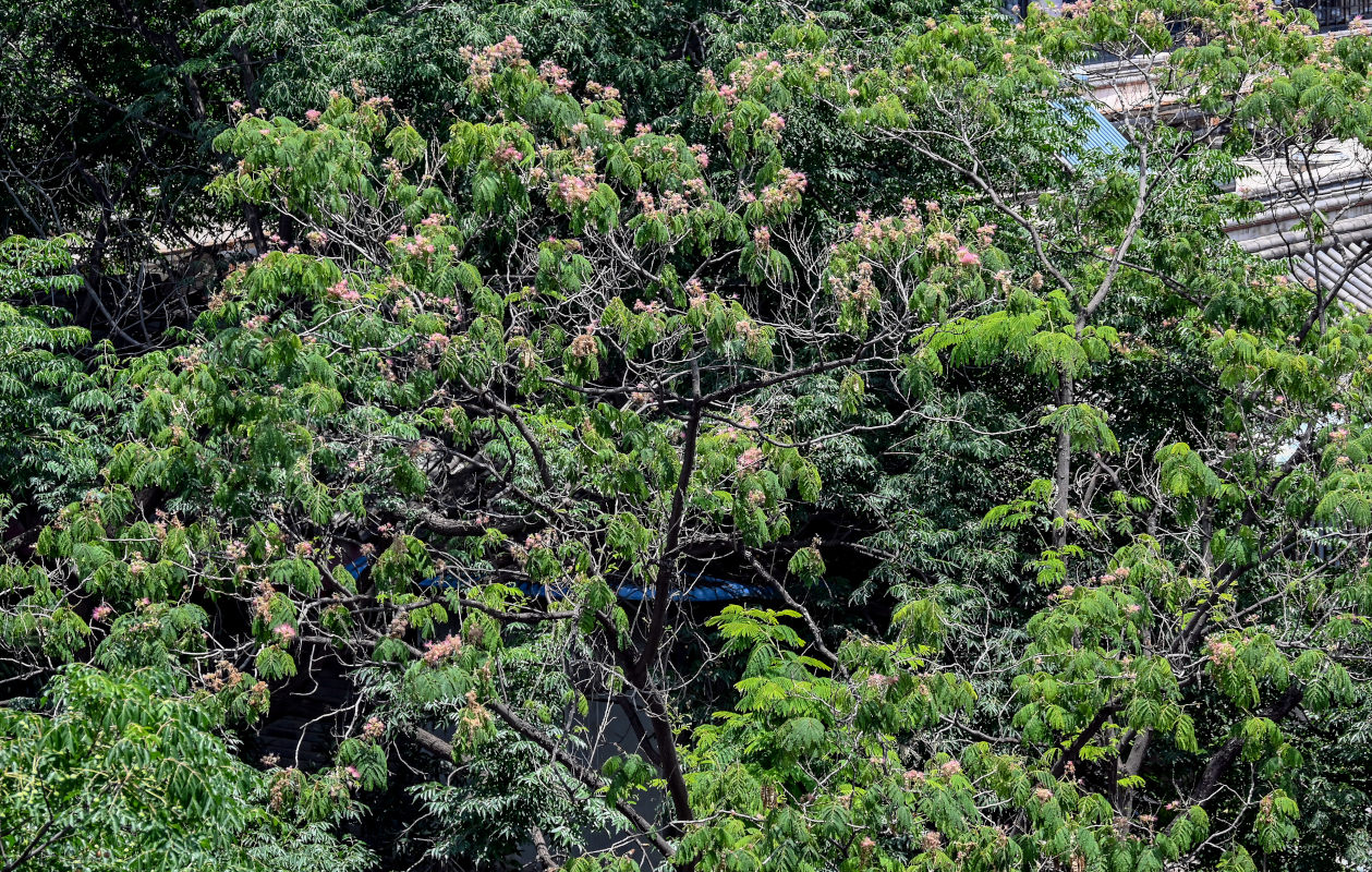 Image of Albizia julibrissin specimen.