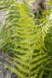 Dryopteris oreades