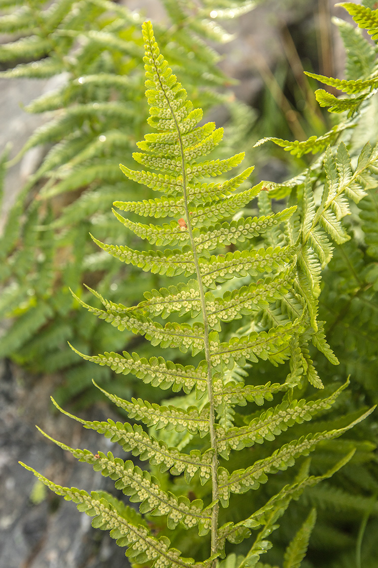 Изображение особи Dryopteris oreades.