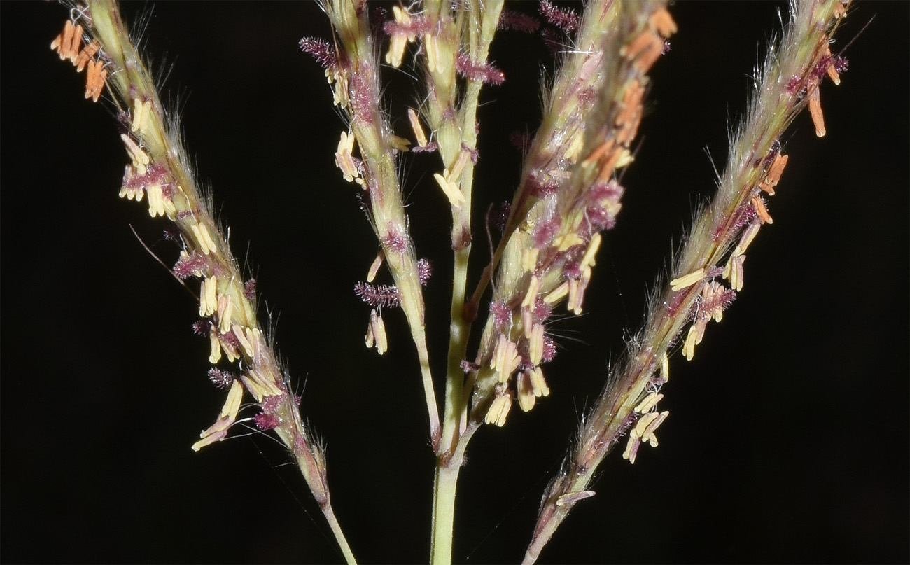 Image of Bothriochloa ischaemum specimen.