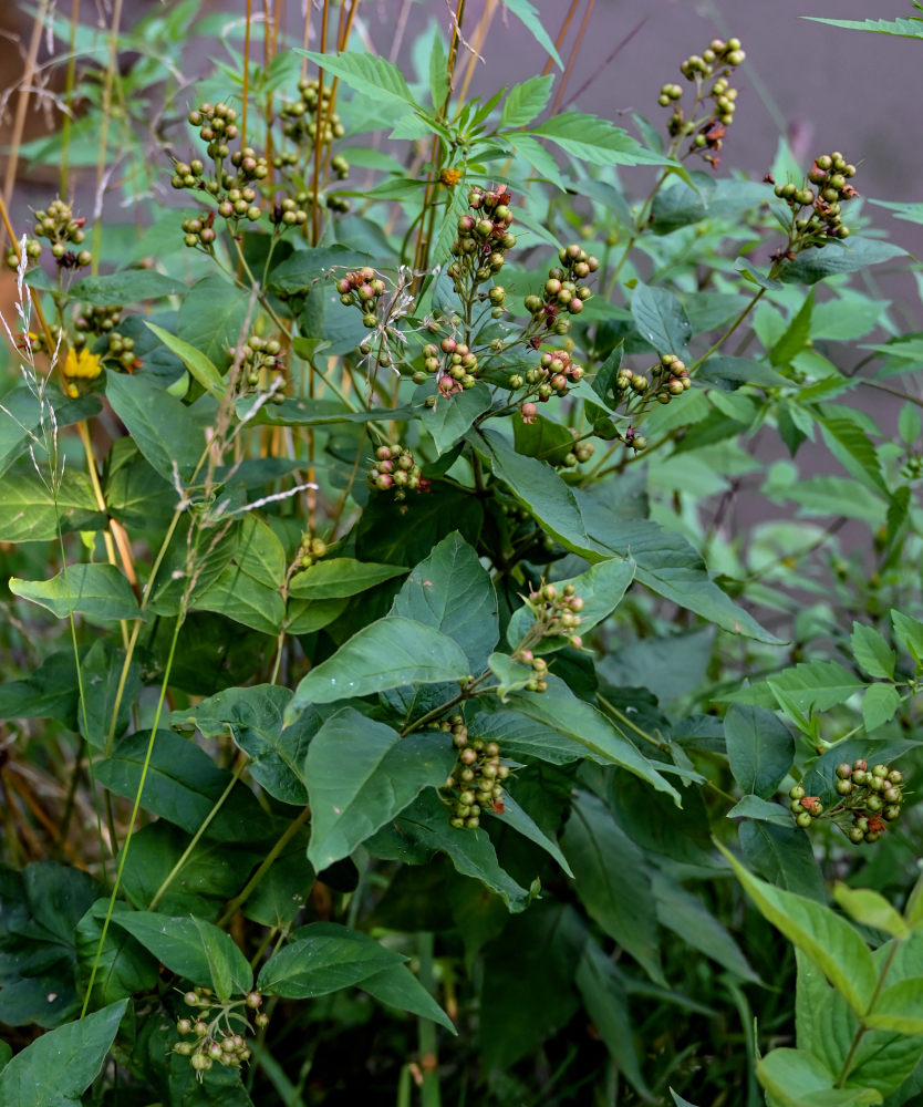 Изображение особи Lysimachia vulgaris.