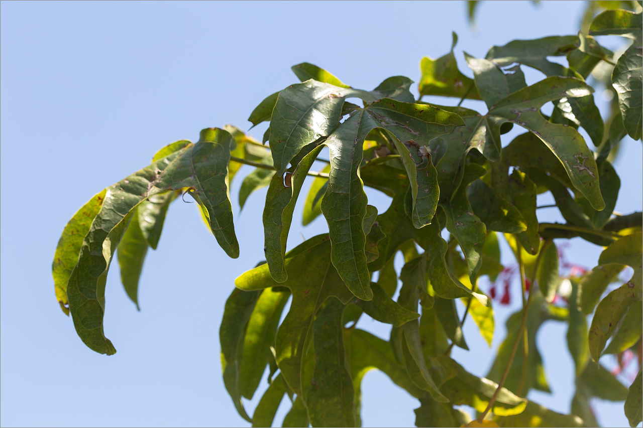 Image of Brachychiton acerifolius specimen.