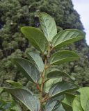 Ficus pumila. Верхушка побега с равивающимся сиконием (видна абаксиальная поверхность листьев). Испания, автономное сообщество Каталония, провинция Жирона, комарка Баш-Эмпорда, муниципалитет Палафружель, ботанический сад \"Кап-Роч\". 27.10.2024.