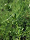 Galium vaillantii