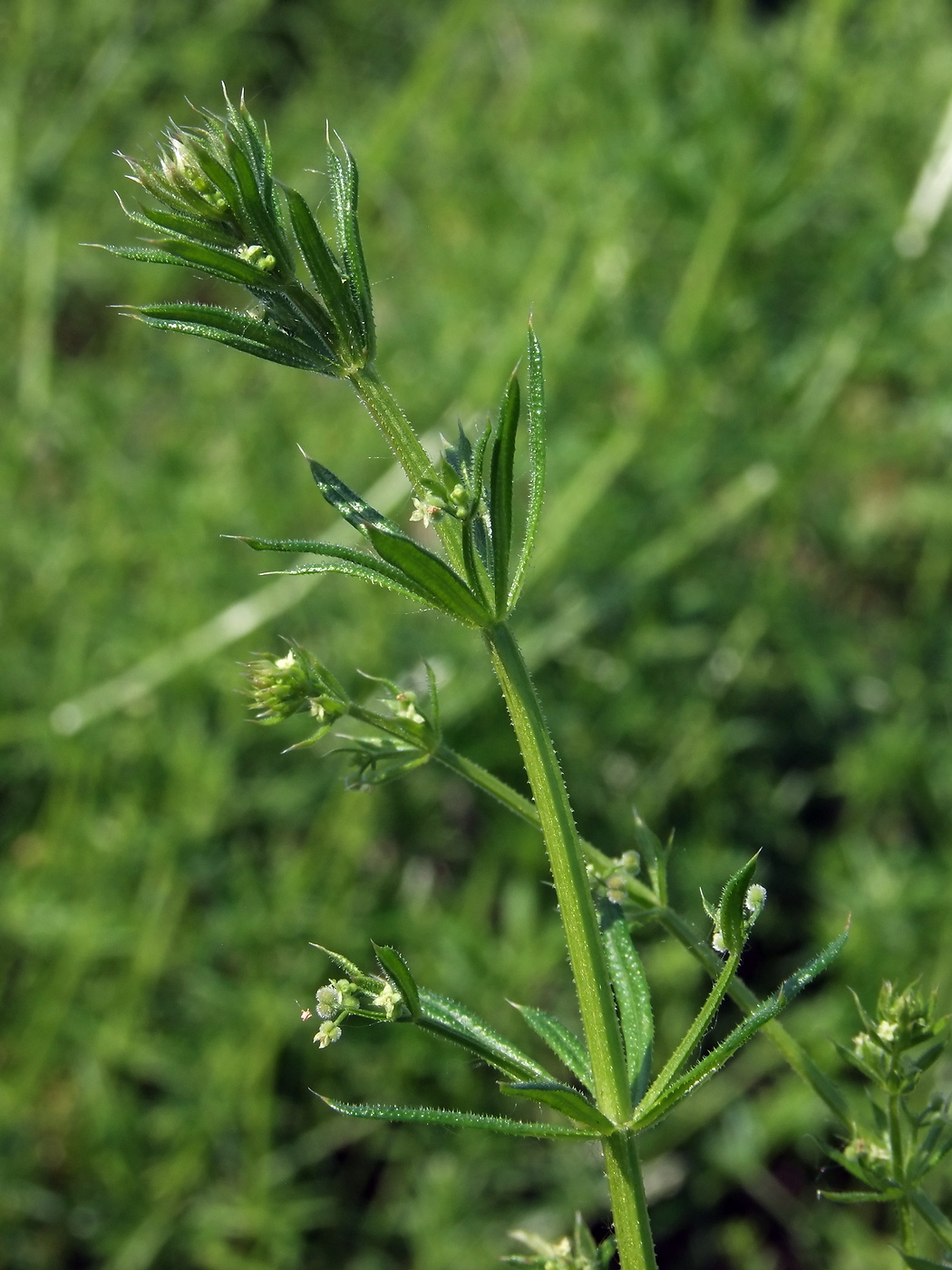 Image of Galium vaillantii specimen.