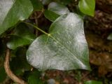 Hedera helix. Лист. Крым, Южный Берег, подсохшее русло р. Алака (Сотера). 30.05.2024.