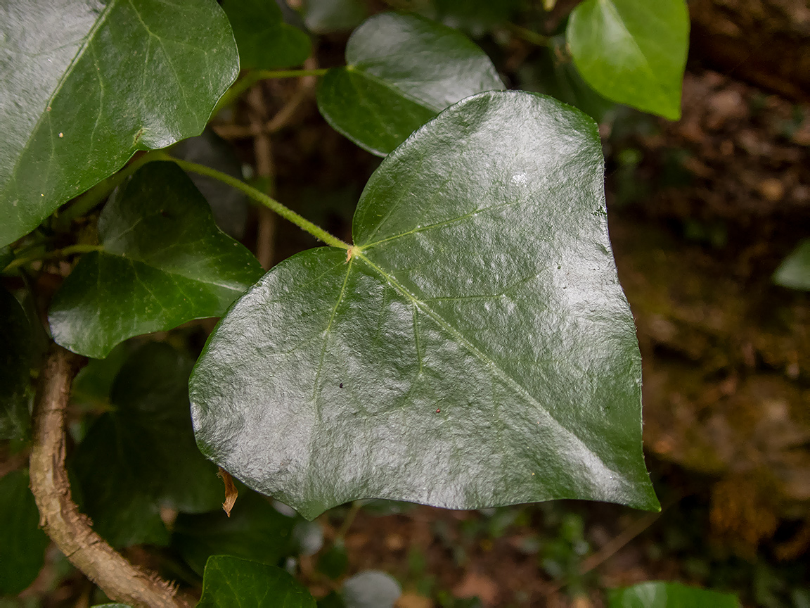 Image of Hedera helix specimen.