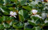 Nymphaea × marliacea