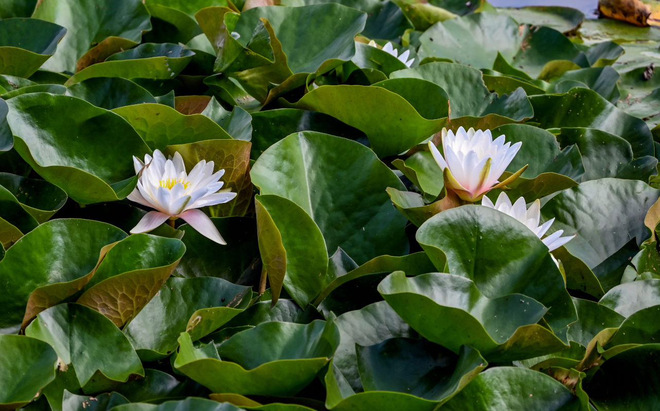 Image of Nymphaea &times; marliacea specimen.