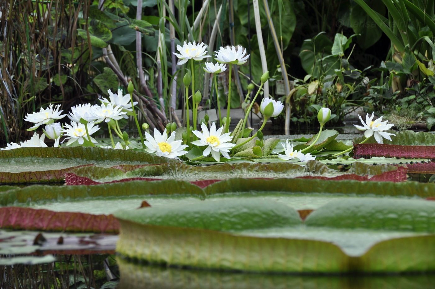 Image of genus Nymphaea specimen.