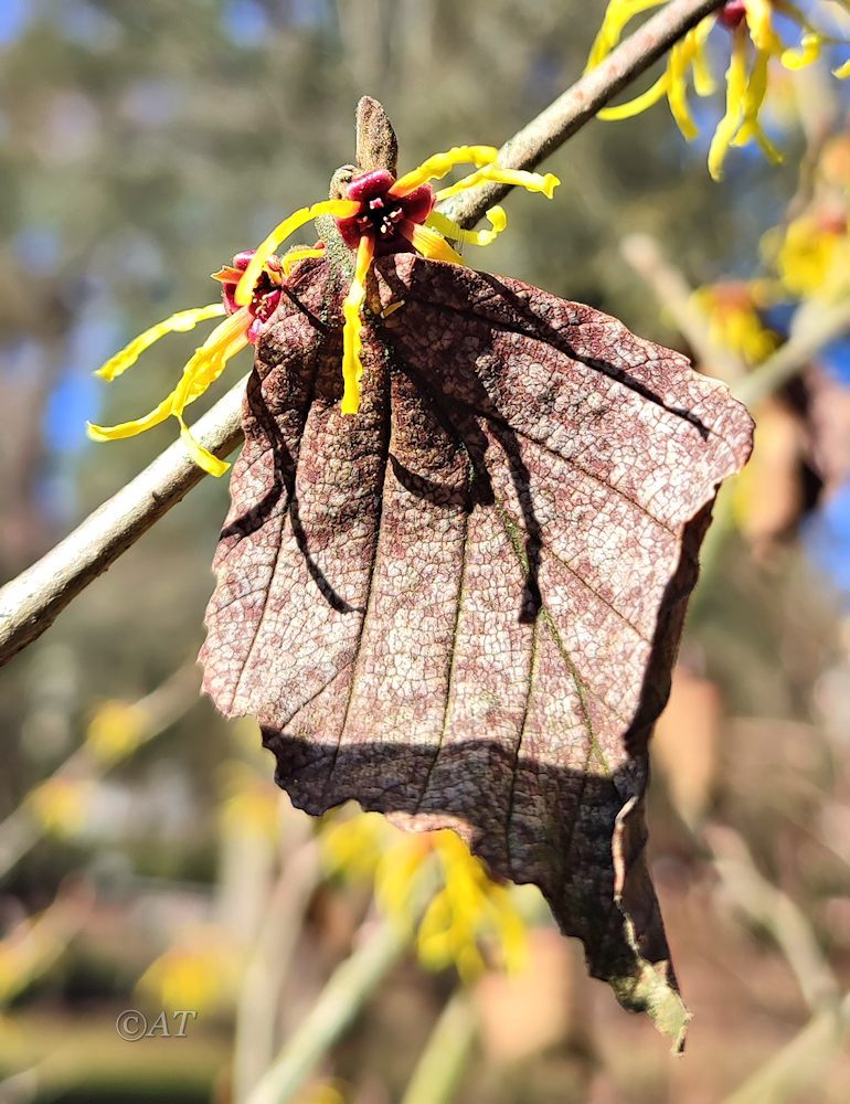 Image of Hamamelis vernalis specimen.