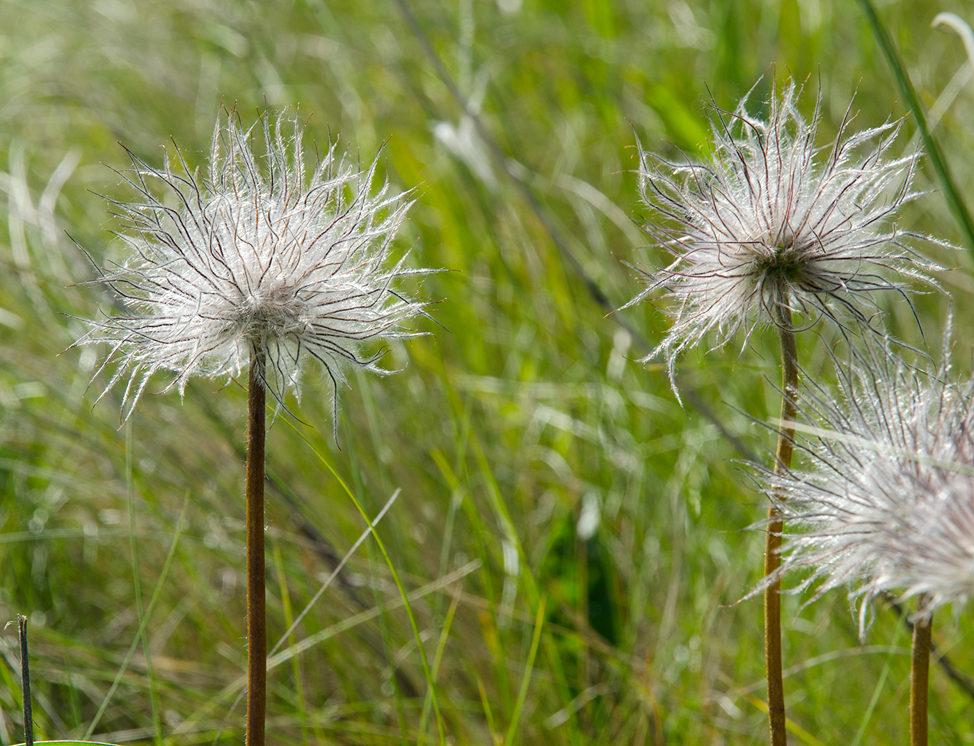 Image of genus Pulsatilla specimen.