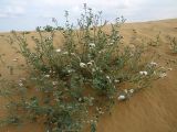 View full-size image Heliotropium suaveolens