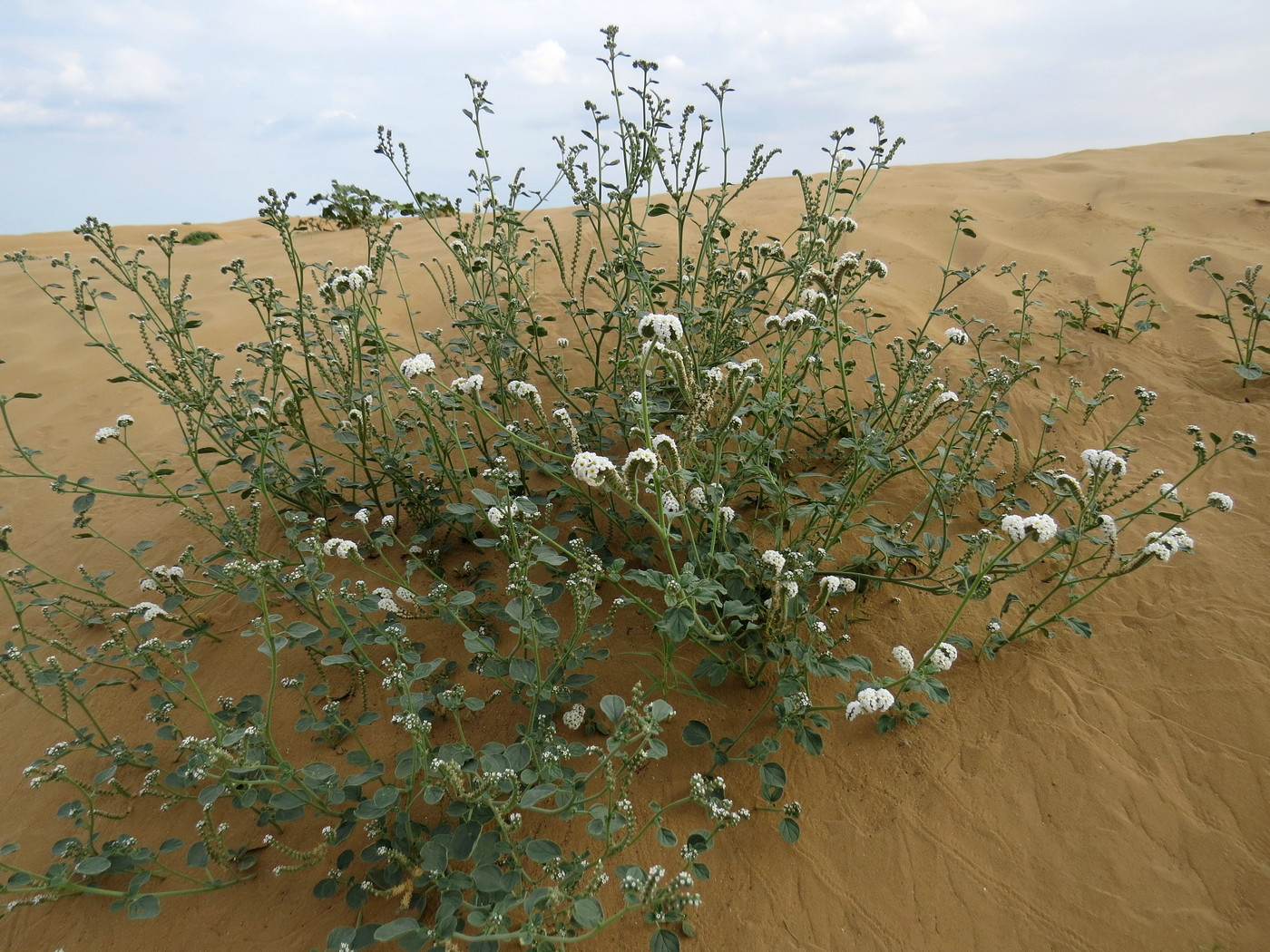 Image of Heliotropium suaveolens specimen.
