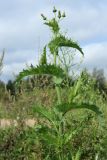 Sonchus asper