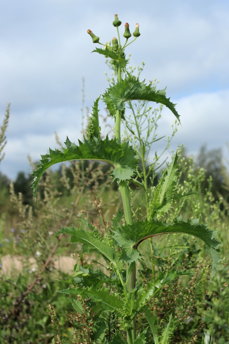 Изображение особи Sonchus asper.