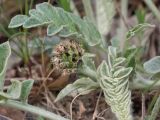 Смотреть изображение Psephellus declinatus разновидность albus