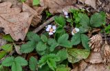 View full-size image Potentilla micrantha