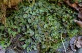 View full-size image Conocephalum conicum