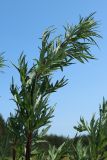 View full-size image Artemisia vulgaris