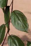 View full-size image Malus × moerlandsii