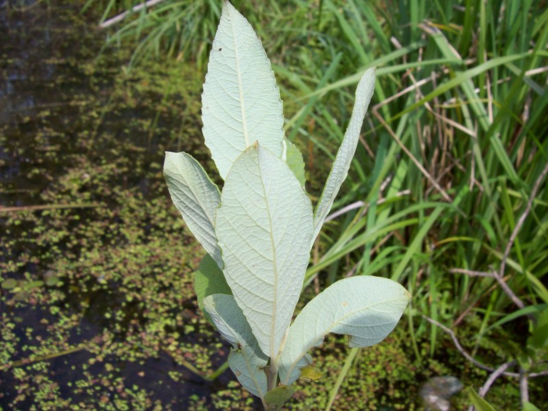 Image of Salix cinerea specimen.