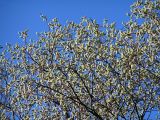 Salix rorida. Крона цветущего дерева. Алтай, Шебалинский р-н, с. Камлак. 25.04.2010.