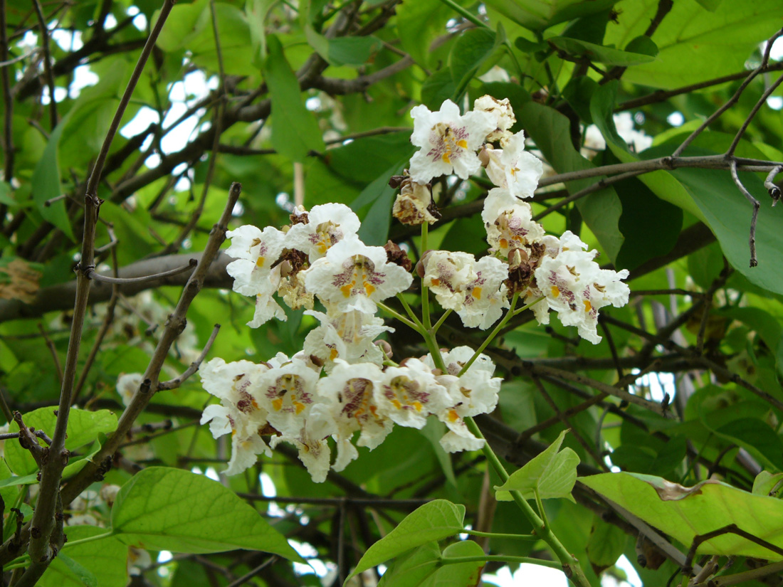 Image of Catalpa bignonioides specimen.