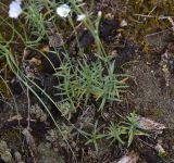View full-size image Cerastium arvense