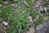 View full-size image Anchusa leptophylla