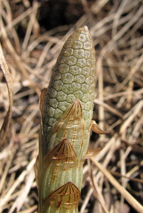 Image of Equisetum sylvaticum specimen.