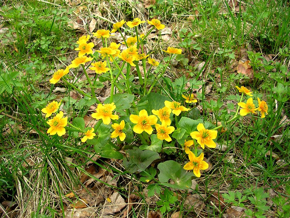 Image of Caltha palustris specimen.