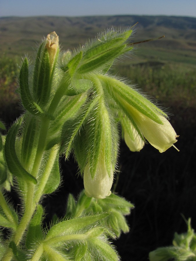 Image of Onosma visianii specimen.