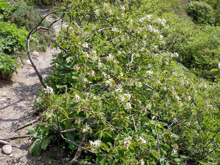 Image of Amelanchier ovalis specimen.