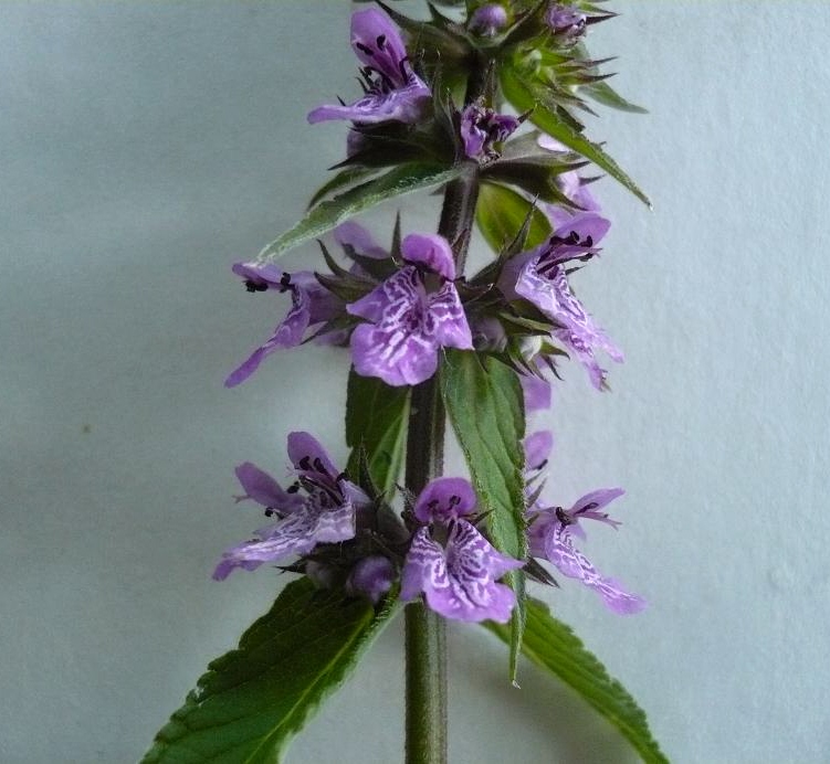 Изображение особи Stachys palustris.