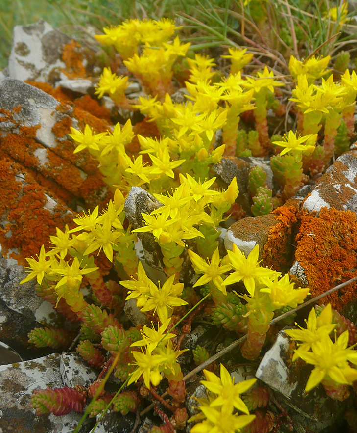 Изображение особи Sedum acre.