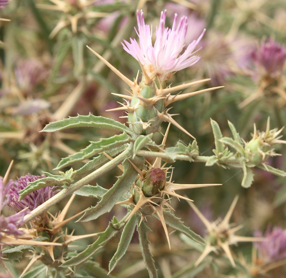 Image of Centaurea calcitrapa specimen.