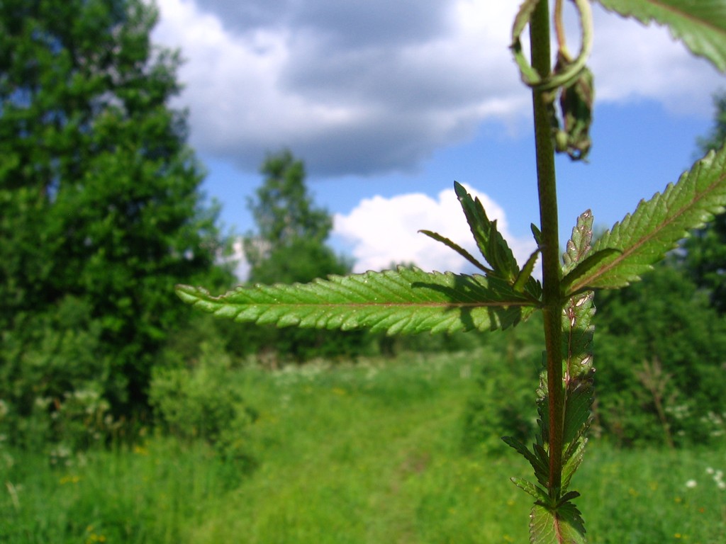 Изображение особи Rhinanthus vernalis.