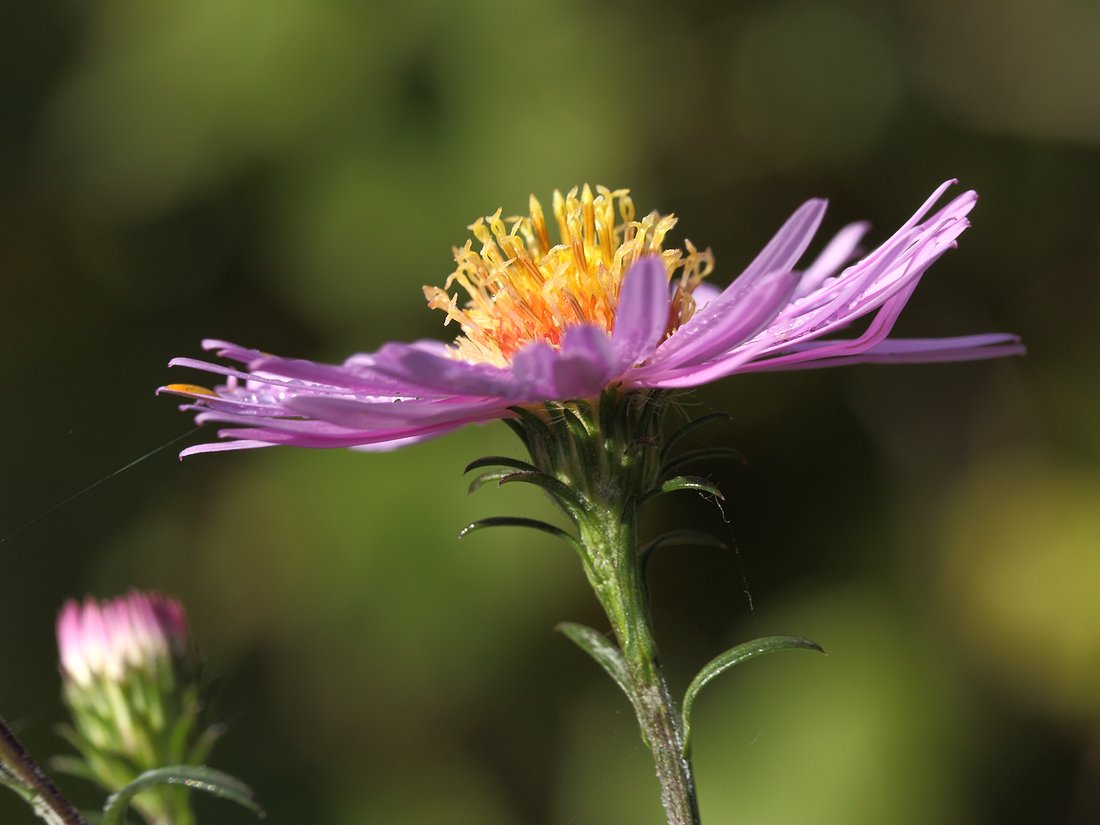 Изображение особи Symphyotrichum &times; versicolor.