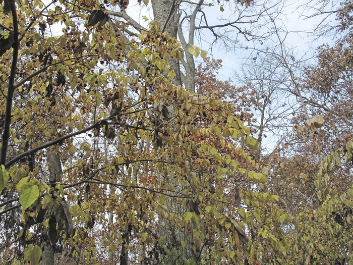 Image of genus Euonymus specimen.