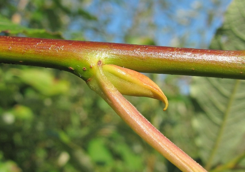 Изображение особи Salix caprea.